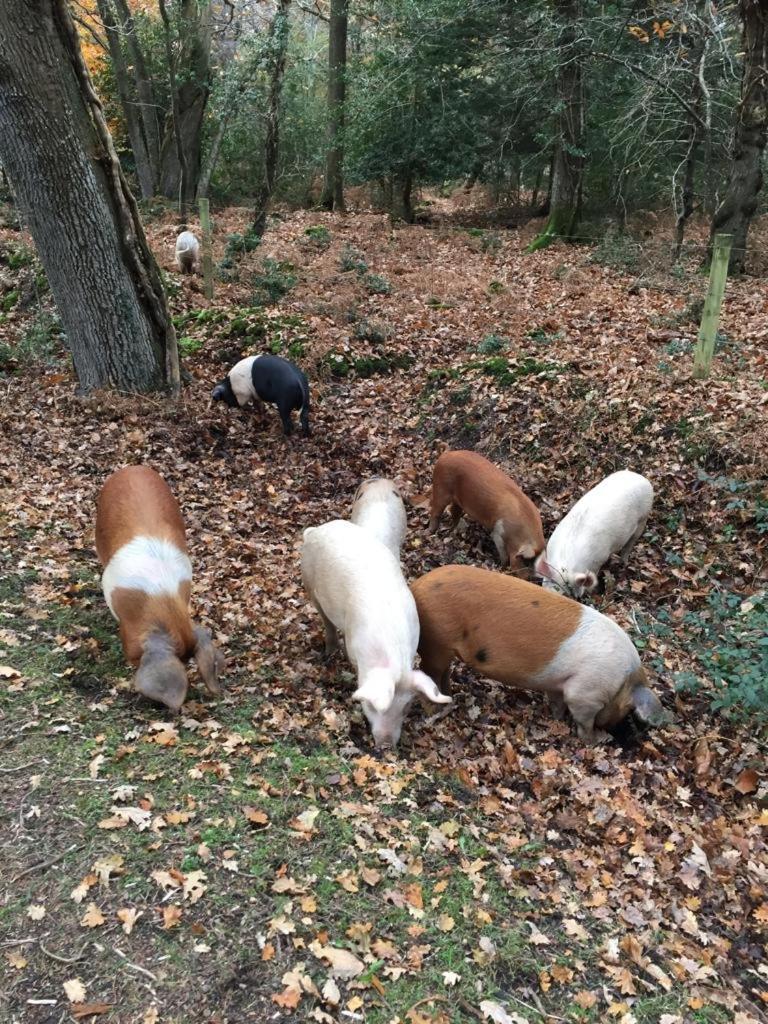 New Forest View Beaulieu Ngoại thất bức ảnh