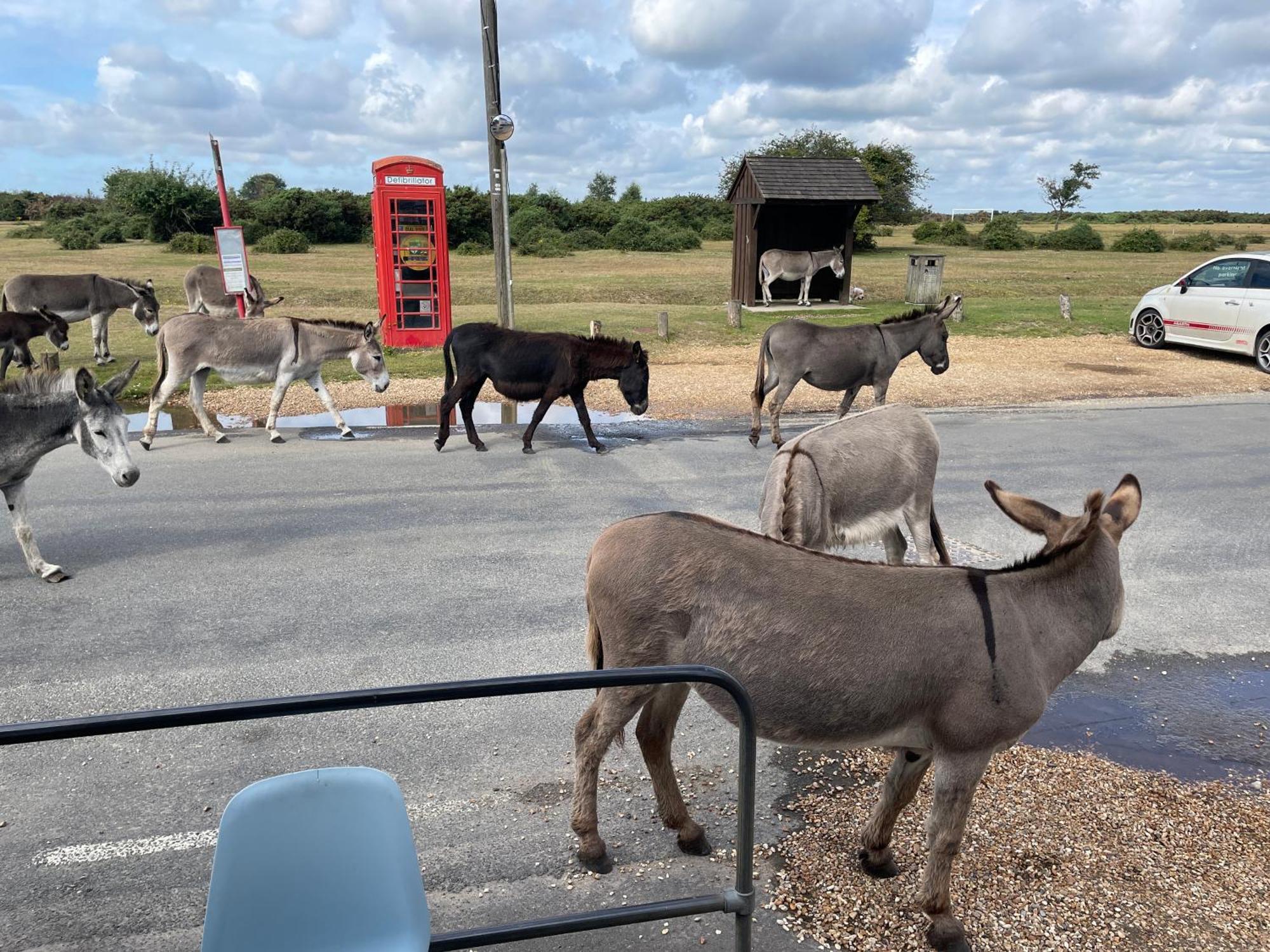New Forest View Beaulieu Ngoại thất bức ảnh
